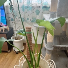 モンステラ  観葉植物の画像