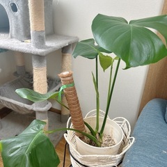 モンステラ  観葉植物