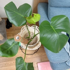 モンステラ  観葉植物の画像