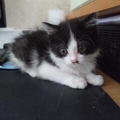 長毛ふわふわハチワレ子猫です。