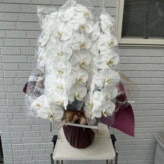 胡蝶蘭（高さ85cm、３本立、花の大きさ13センチ前後）