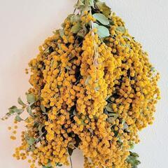 45cm ドライフラワー スワッグ ミモザの画像