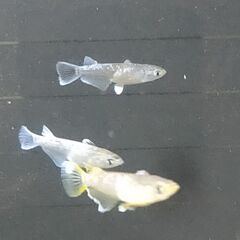 ★近松めだか（フロマージュメダカ）の画像