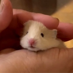 キンクマ（ロングヘア）のベビー達
