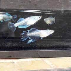 メダカ【スペード.シルバー】2ペアの画像