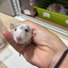 ファンシーラット　スキニー　柄　白黒