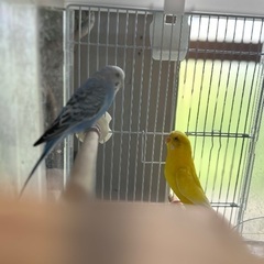 セキセイインコ オス2羽 - うるま市