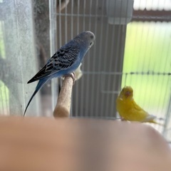 セキセイインコ オス2羽 - その他