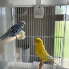 セキセイインコ オス2羽