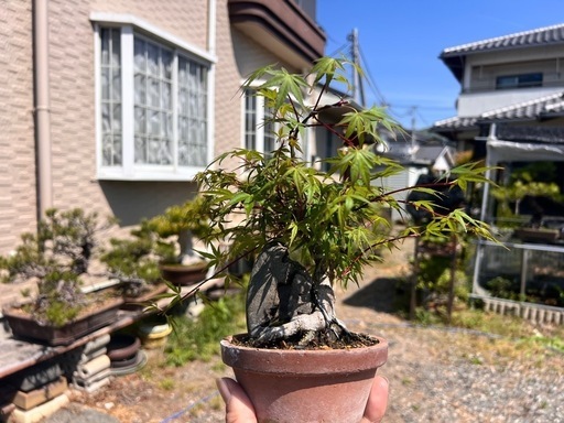 盆栽ブーム　引き取り限定