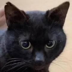 保護猫　里親募集　エイズキャリア有