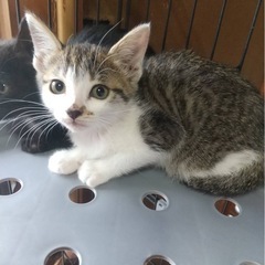 里親さん、決まりました　可愛いぎじしろさん2ヶ月