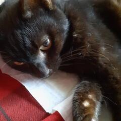 保護猫　里親募集　エイズキャリア有