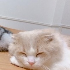 スコティ　6歳　去勢済みオス