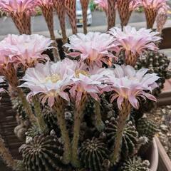 花咲く🌺サボテンの画像
