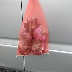 紫新玉ねぎ