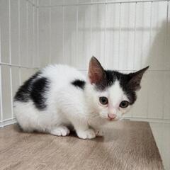 たて眉のハチワレ君　2ヶ月