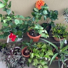 フラワースタンドの画像