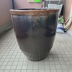 メダカ 睡蓮に最適な水瓶の画像