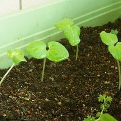 発芽したオクラ３本