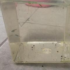 メダカの卵or稚魚(針子)
