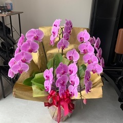 【早い者勝ち】お祝い花　胡蝶蘭