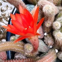 サボテン白檀の画像