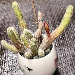 サボテン白檀の画像
