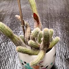 サボテン白檀の画像