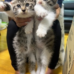 トラ猫　オスメス