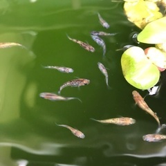 メダカ　月華　20匹