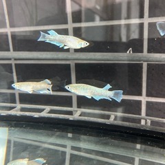 ラストです★メダカ（エメキン）7匹の画像