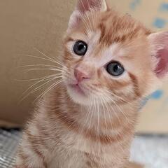 【トライアル決定】茶トラ2ヶ月子猫　元気で甘えん坊
