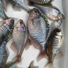 メタリック  バラタナゴ  カガミ鱗  5匹  4㌢〜5㌢の画像