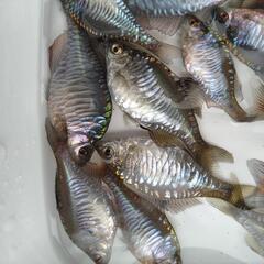 メタリック  バラタナゴ  カガミ鱗  5匹  4㌢〜5㌢の画像