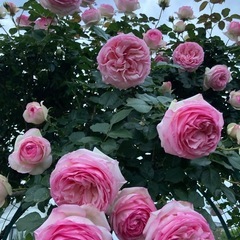 ピエール ドゥ ロンサール　
バラ苗 