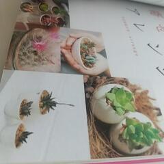 多肉植物の画像