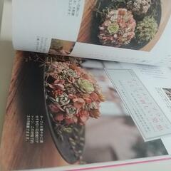多肉植物の画像