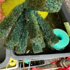 🐟獅子流しスミレの卵！産卵床ごと！