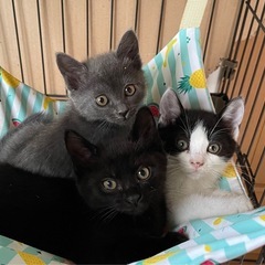順調に人馴れしています。可愛い3兄妹