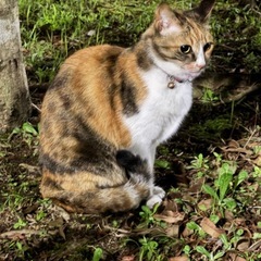 迷い猫を目撃しました(>_<)