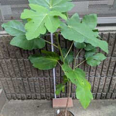 イチジク ビオレ・ソリエス 2年目苗木の画像