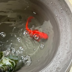 水槽６０cmの画像