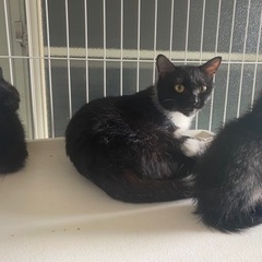 成猫　飼育崩壊