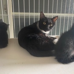 成猫　飼育崩壊 - 市原市