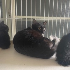 成猫　飼育崩壊 - 猫