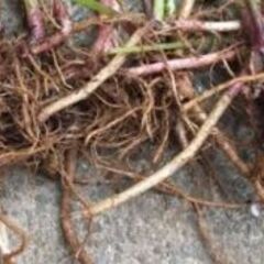 ふき(蕗)の地下茎+根っこ、苗★春にはフキノトウもでてきます。