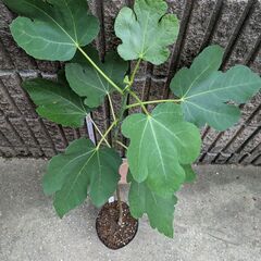 イチジク ブラウンターキー 2年目苗木の画像