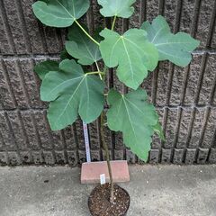 イチジク ブラウンターキー 2年目苗木の画像