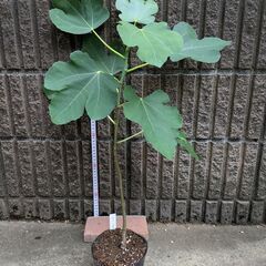 イチジク ブラウンターキー 2年目苗木